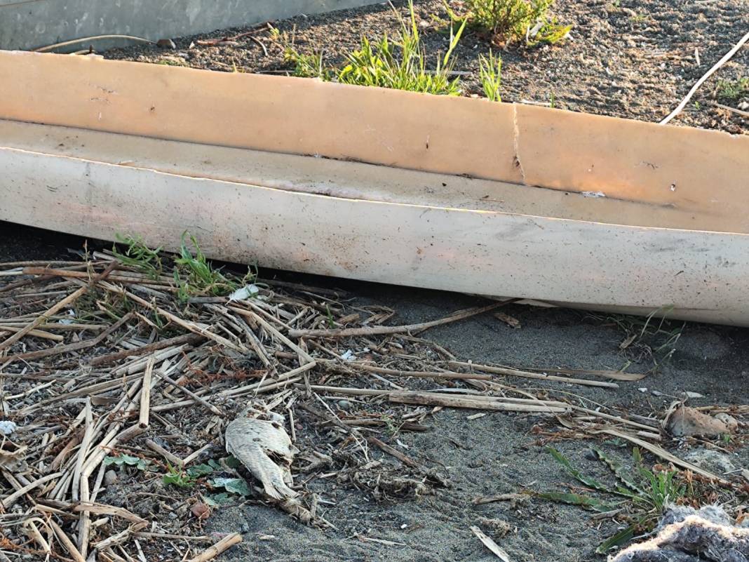 İznik Gölü kıyısında tedirgin eden manzara! Ölü balıklar endişe yarattı: Görüntüler turistleri şaşkına çevirdi 4